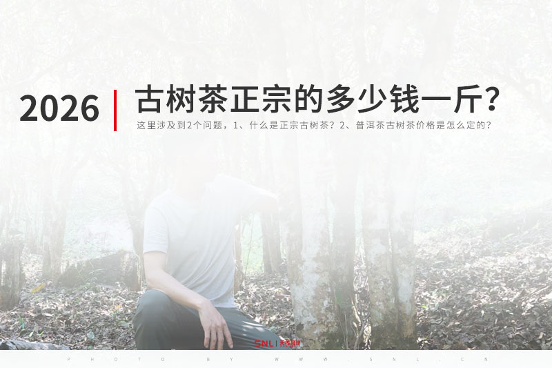 古树茶正宗的多少钱一斤?